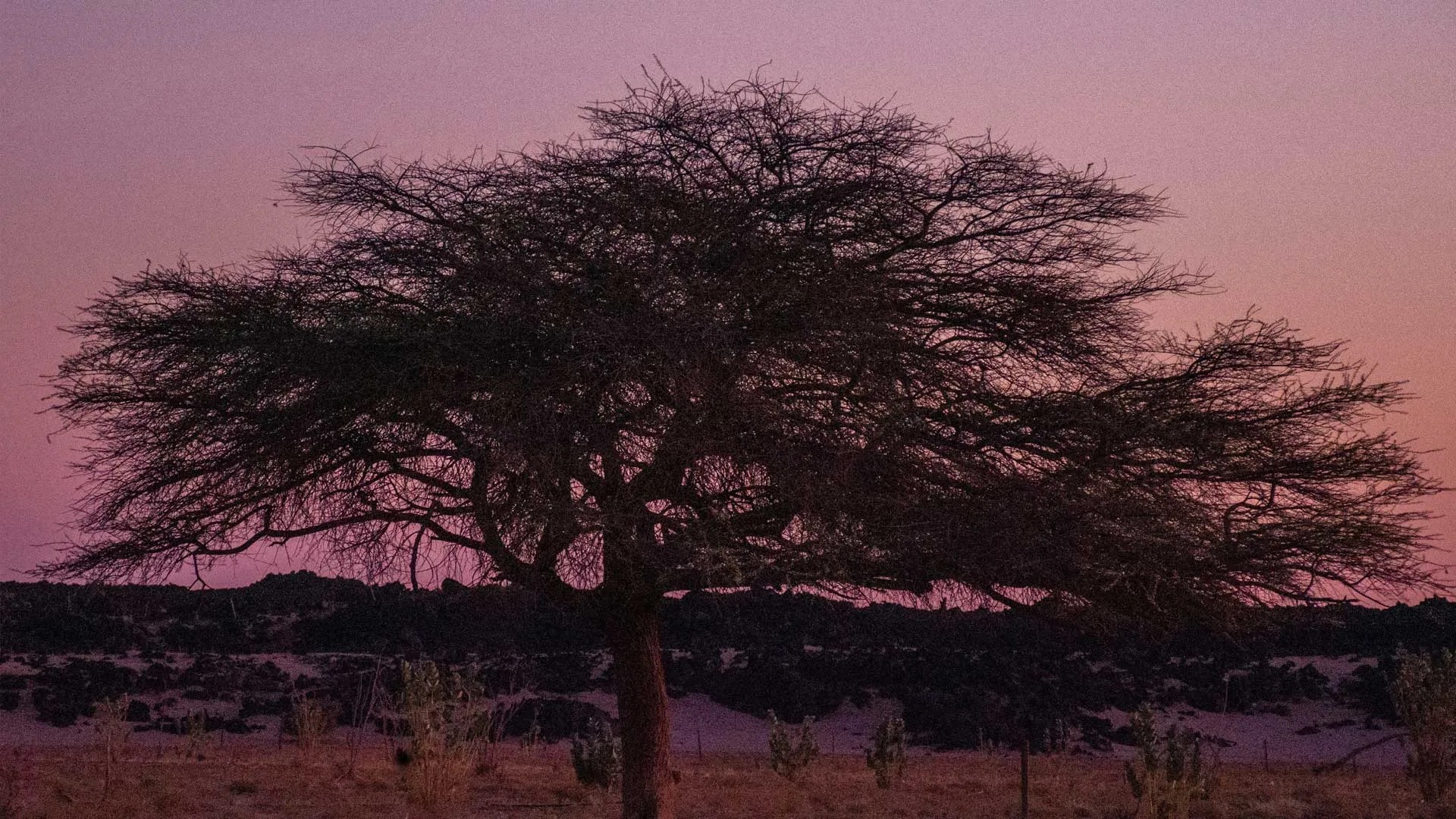 Tamarisk tree silhouetted against violet-rose desert sky at dusk